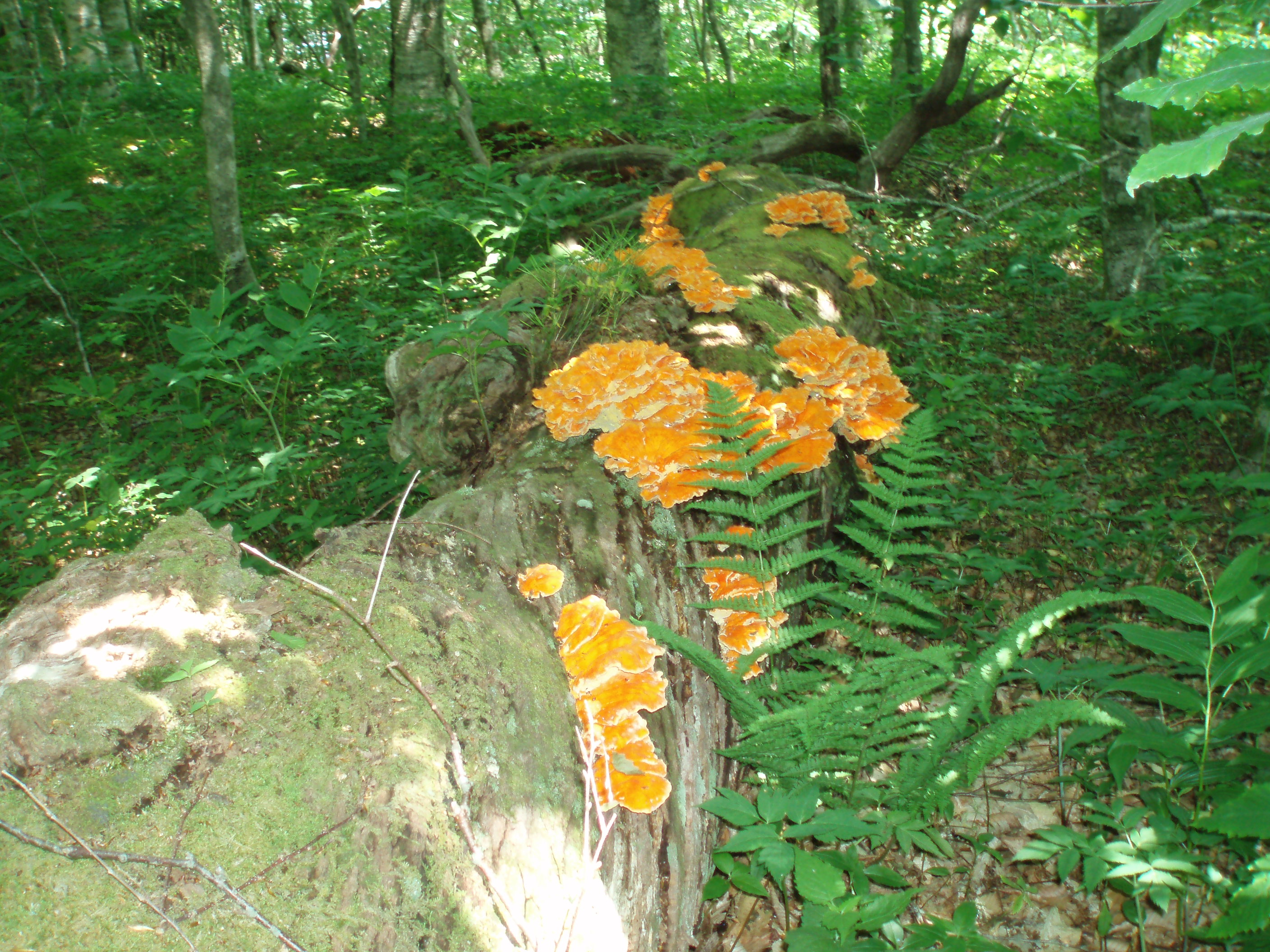 P6180280