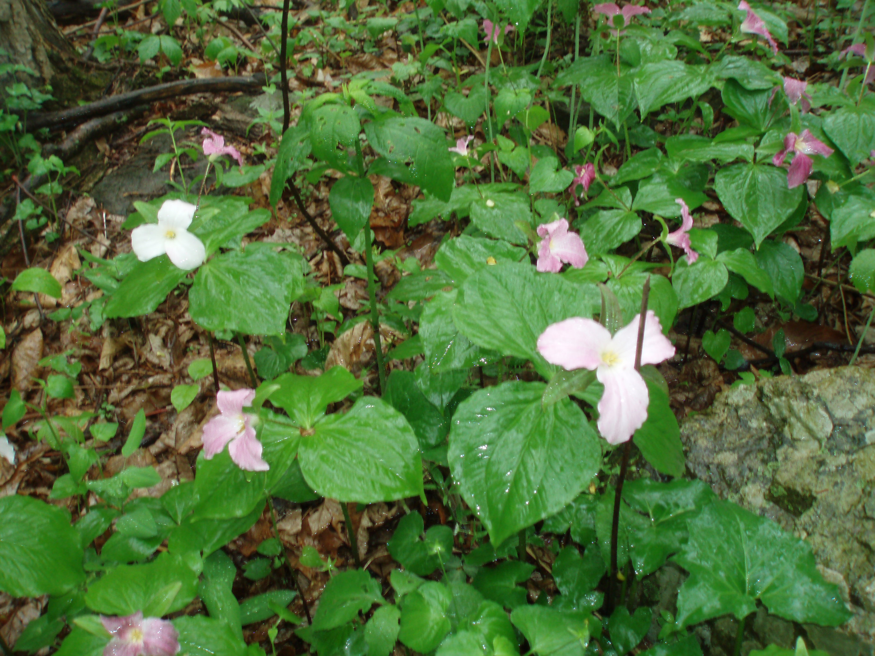 P5050413