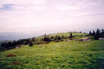 bald near roan mountain, TN