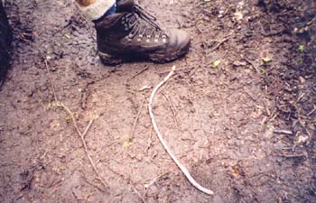 big worm on the trail!