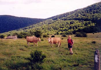 cows on the trail near Mt. Rogers