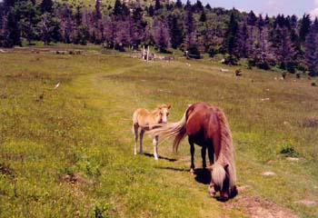 horses in grayson highlands