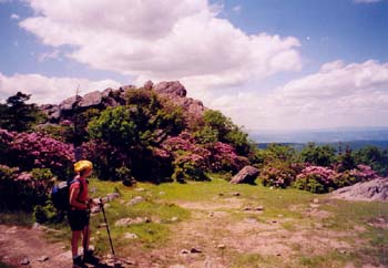 rhododendrons again