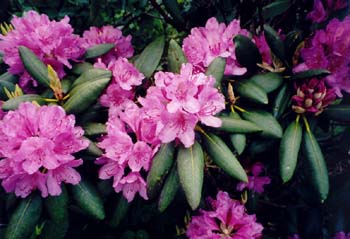 rhododendrons