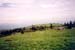 bald near roan mountain, TN