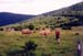 cows on the trail near Mt. Rogers