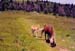 horses in grayson highlands