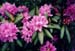 rhododendrons